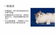 CFA布偶猫品种裁判标准图鉴
