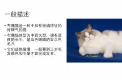 CFA布偶猫品种裁判标准图鉴