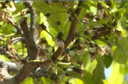 一场“倒春寒”多地绝收，果农紧急呼救，七沃微生物菌剂显神效