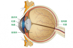 这3类人，为什么建议定期做眼底检查？